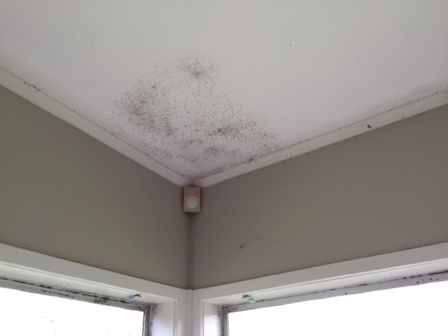 Mildew vs Mould - Is there a difference?